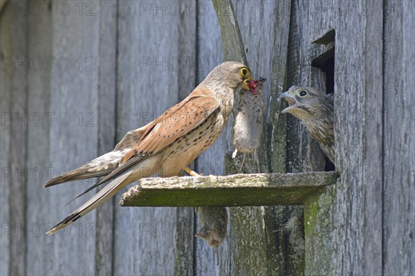 Common kestrel (Falco tinnunculus)