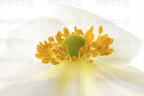 White chinese anemones (Anemone hupehensis)