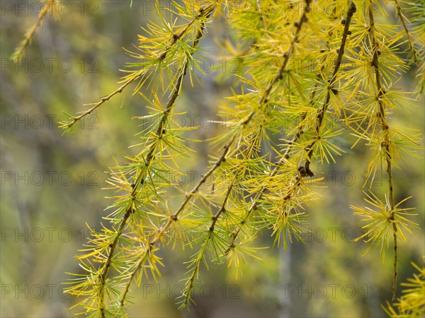 European larch (Larix decidua)