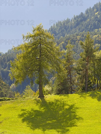 Larch meadows on the Salten