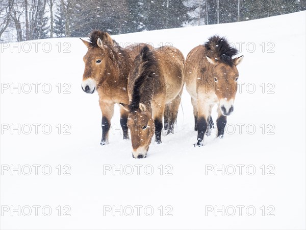 Przewalski's horses (Equus przewalskii) during snowfall in winter