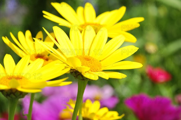 Golden daisy (Euryops)