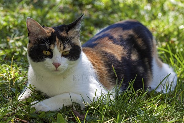 European shorthair