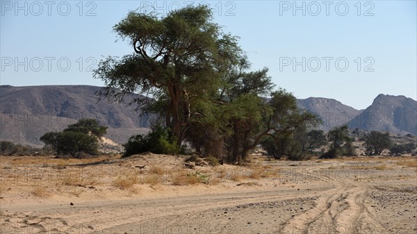 Trees and shrubs in the Aba Huab riverbed