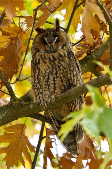 Long-eared owl (Asio otus)