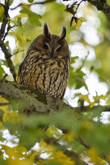 Long-eared owl (Asio otus)