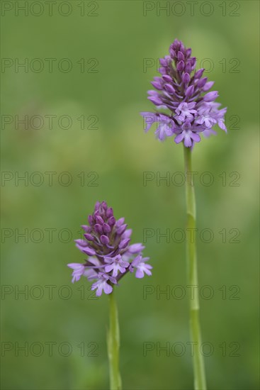 Pyramidal lace orchis (Anacamptis pyramidalis)