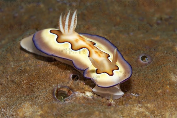 Goniobranchus coi (Chromodoris coi)