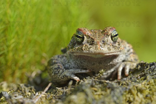 Natterjack toad (Bufo calamita)