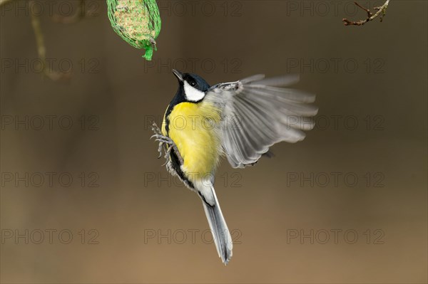 Great tit (Parus major) flies at a titmouse dumpling