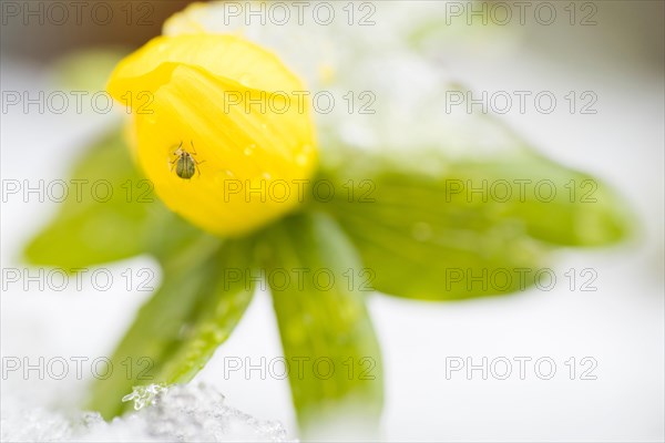 Aphid (Aphidoidea) on the flower of the winter aconite (Eranthis hyemalis)