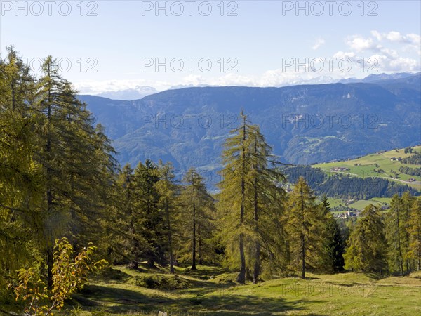 Larch meadows on the Salten