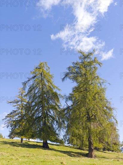 Larch meadows on the Salten