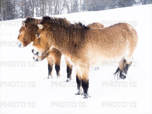 Przewalski's horses (Equus przewalskii) during snowfall in winter