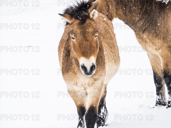 Przewalski's horses (Equus przewalskii) during snowfall in winter