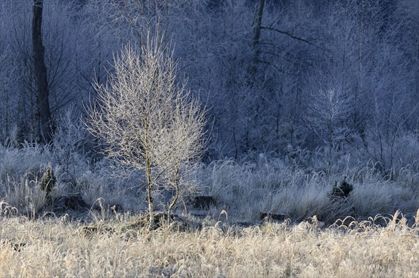 Birches (Betula)