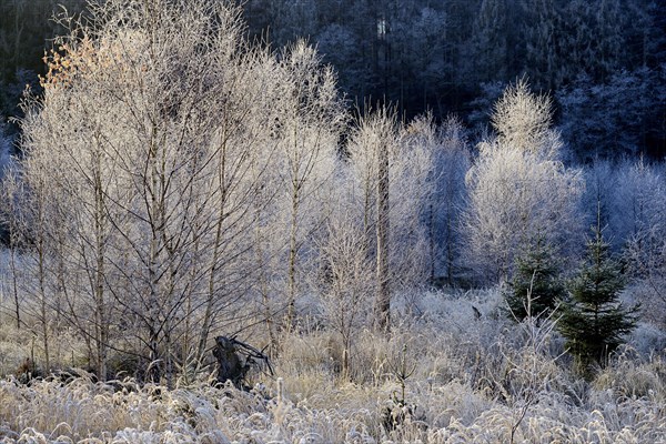 Birches (Betula)