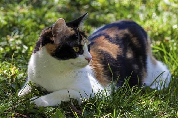 European shorthair