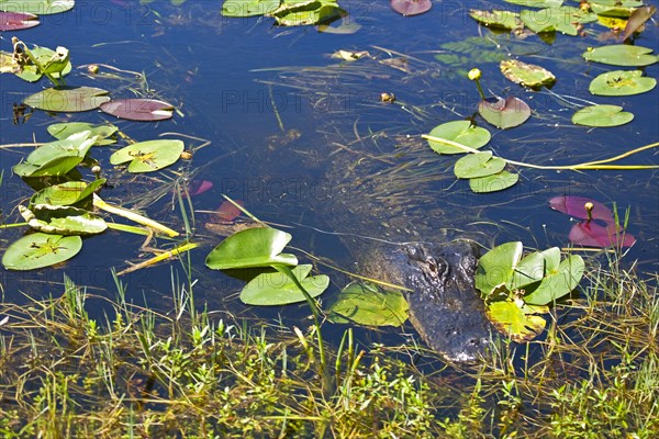 Alligator in swampland