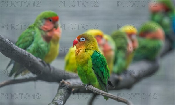 Peach-faced lovebird (Agapornis roseicollis)