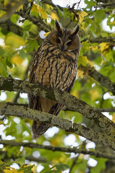 Long-eared owl (Asio otus)