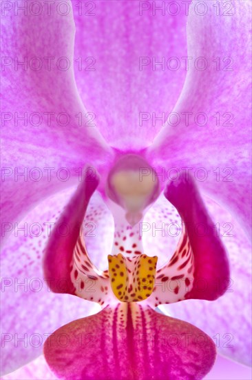 Phalaenopsis