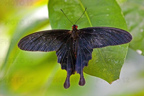 Butterfly Museum