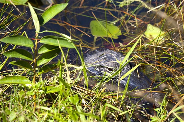 Alligator in swampland