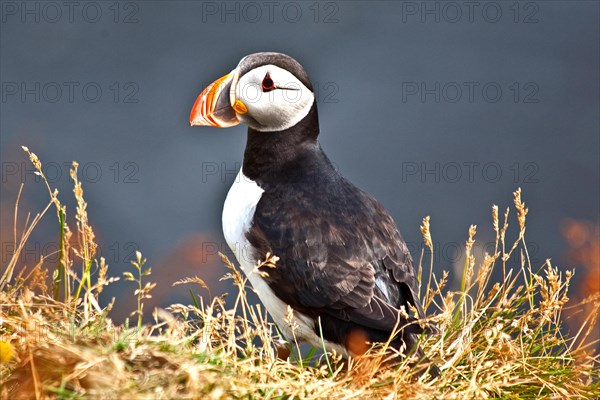 Puffins