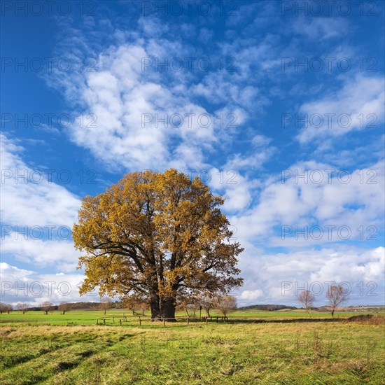 Five Brothers Oak in autumn