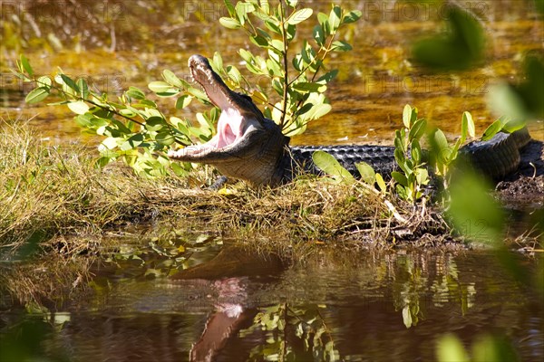 Alligator at Ding Darling National Wildlife Refuge/ alligator