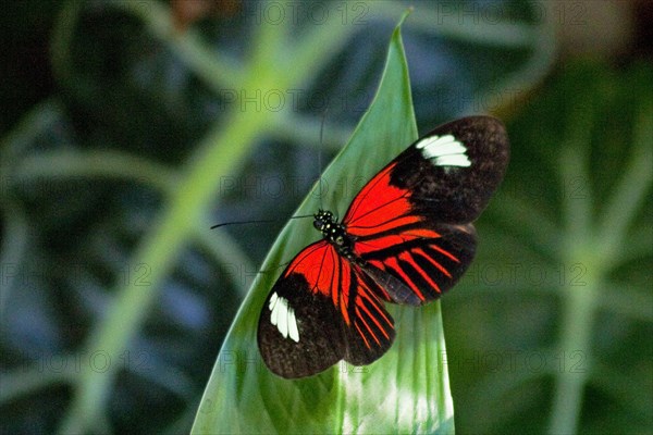 Butterfly Museum