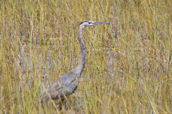 Egret in swampland