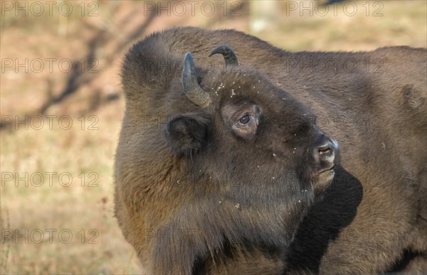 Bison or european bison (Bos bonasus)