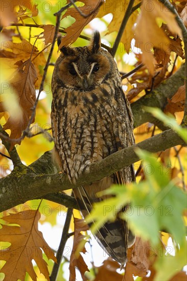 Long-eared owl (Asio otus)