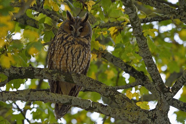 Long-eared owl (Asio otus)