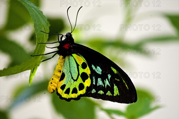 Butterfly Museum