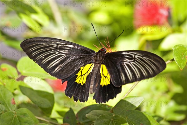 Butterfly Museum