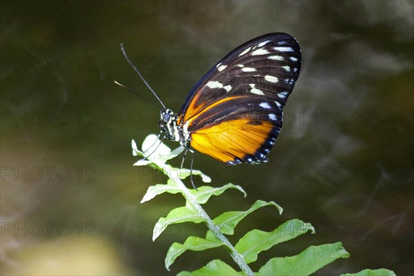 Butterfly Museum