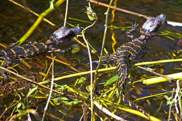 Mini alligators in the swampland