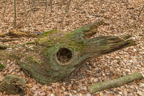 Deadwood with hole