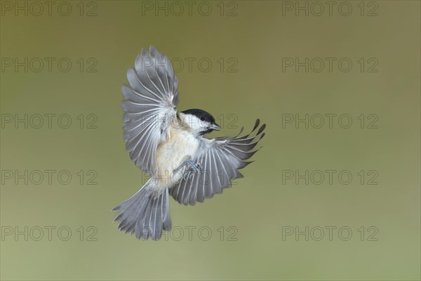 Marsh tit (Parus palustris)