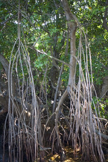 Mangroves in Ding Darling National Wildlife Refuge/ mangrove in Ding Darling National Wildlife Refuge