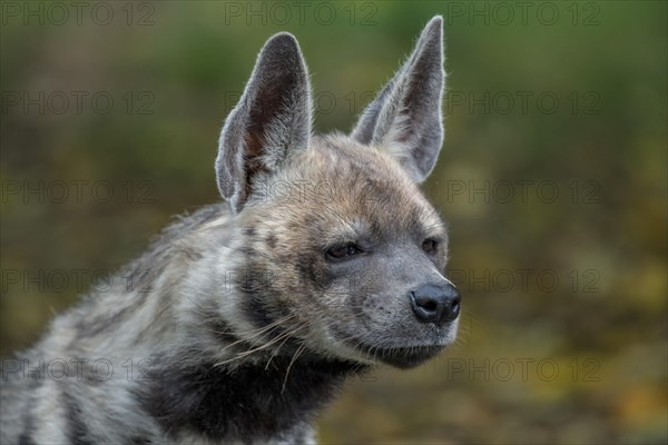 Striped hyena