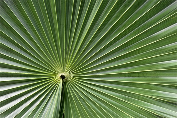 Fan palm