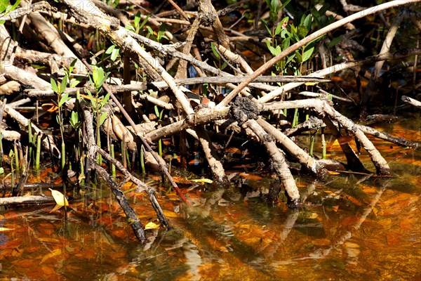 Mangroves in Ding Darling National Wildlife Refuge/ mangrove in Ding Darling National Wildlife Refuge