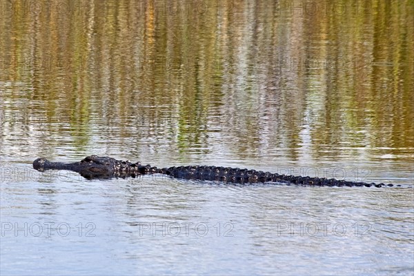 Alligator in swampland