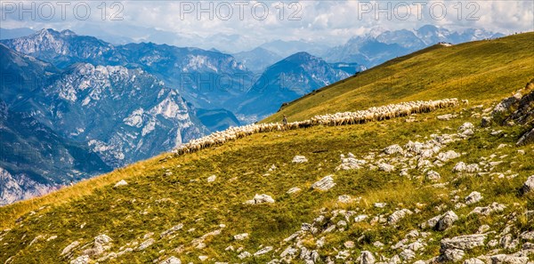 Flock of sheep on Monte Baldo