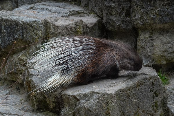 White-tailed porcupine