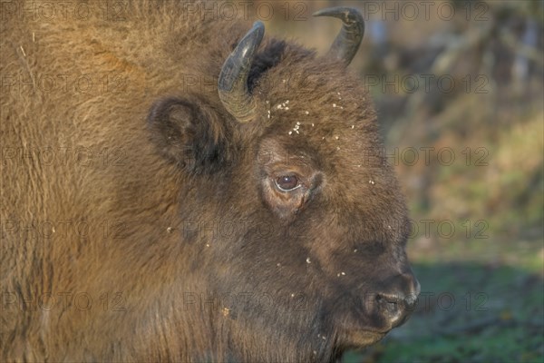 Bison or european bison (Bos bonasus)